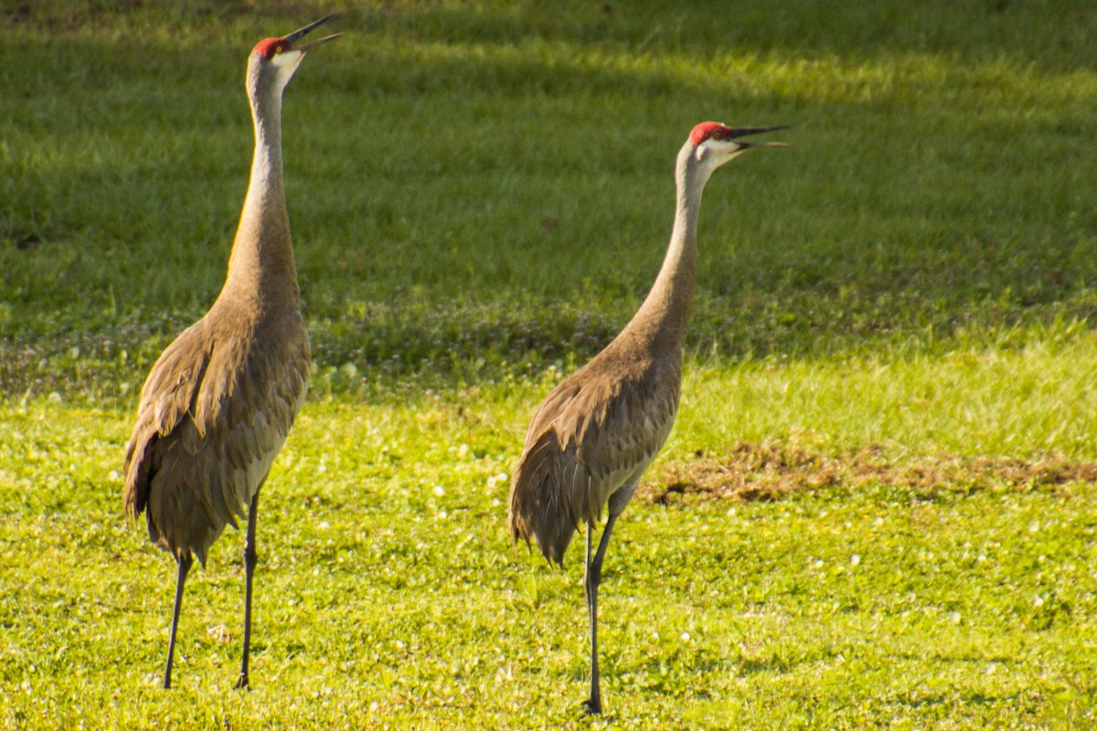 Sandhill Crane - ML558531771