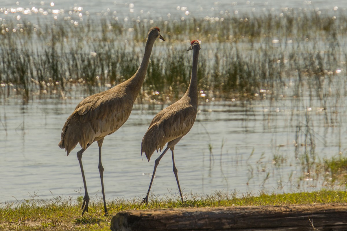 Sandhill Crane - ML558531781