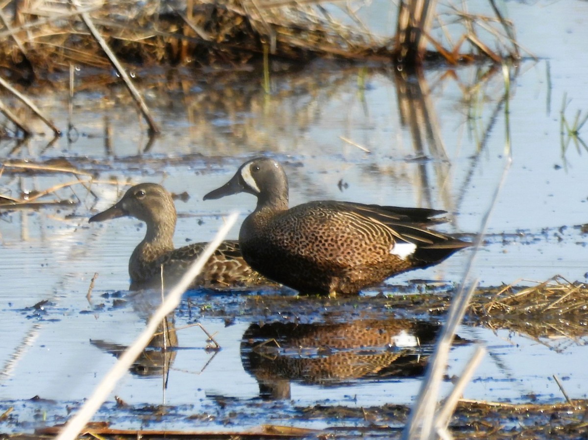 Blue-winged Teal - ML558532321