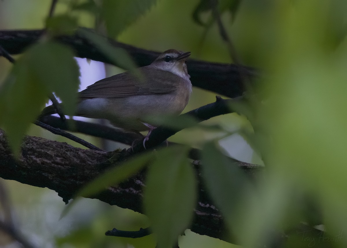 Swainson's Warbler - ML558532981