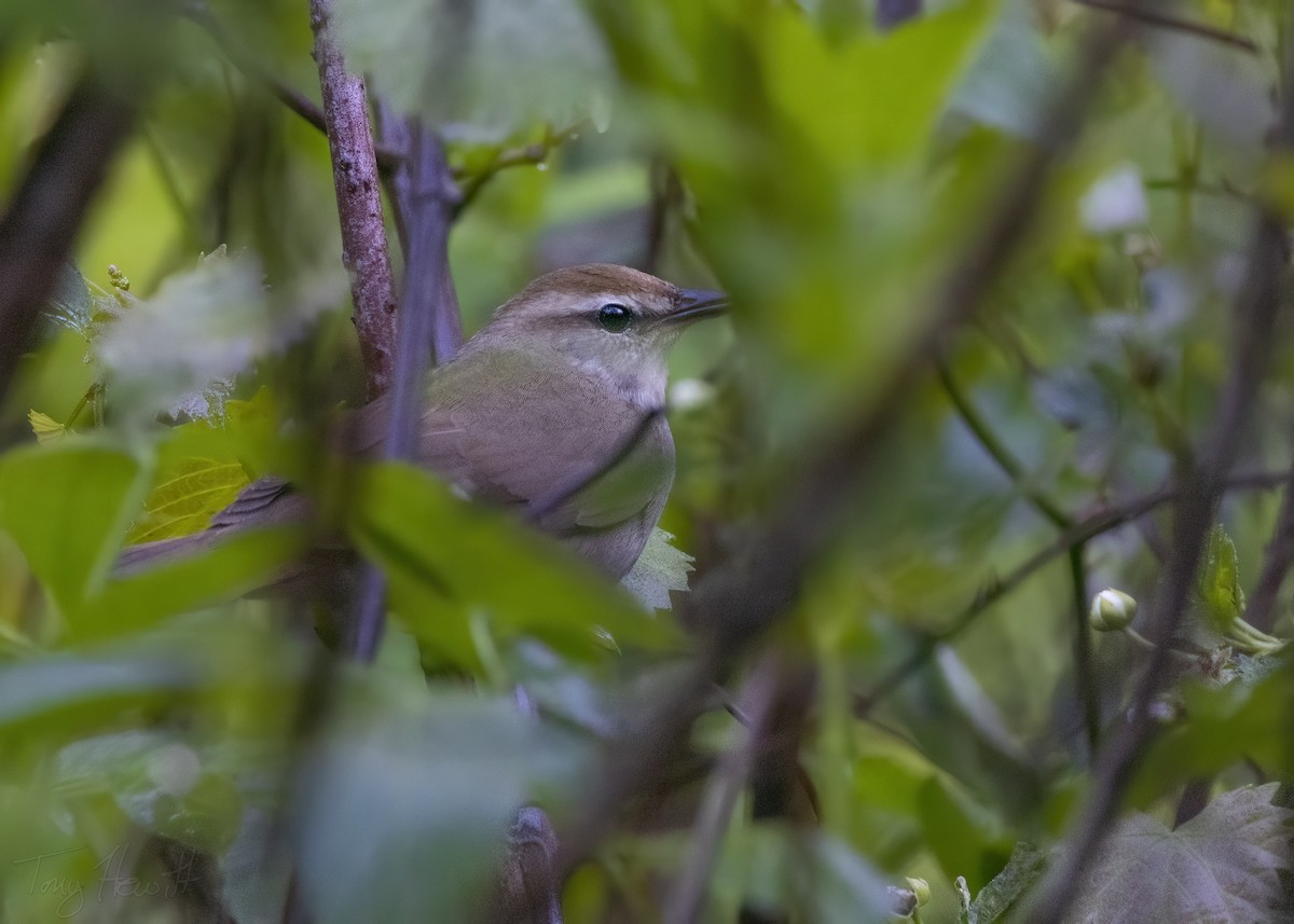 Swainson's Warbler - ML558532991