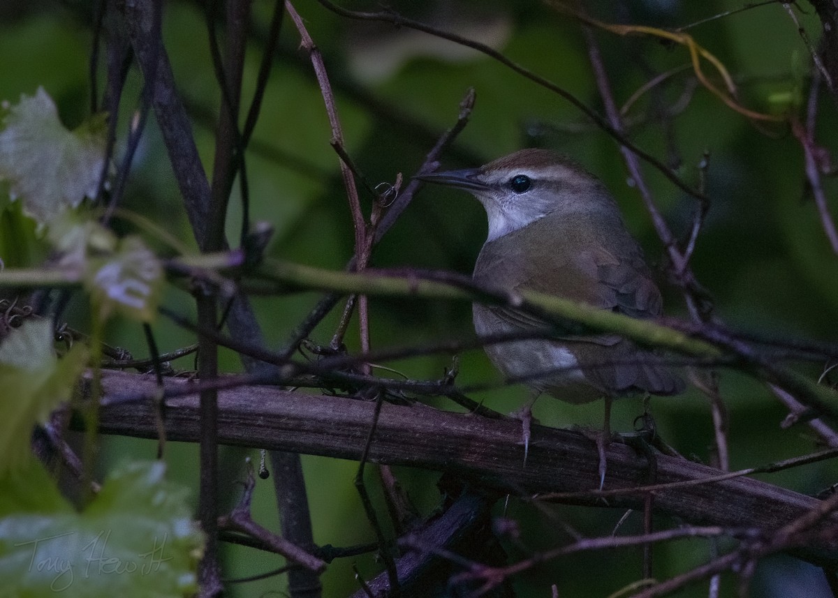 Swainson's Warbler - ML558533001