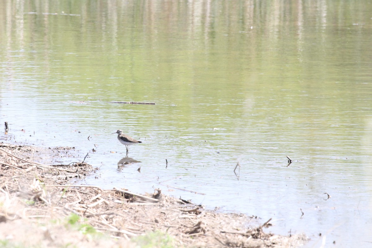 Solitary Sandpiper - ML55853351