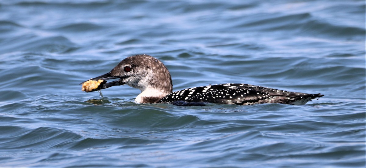 Common Loon - ML558535411