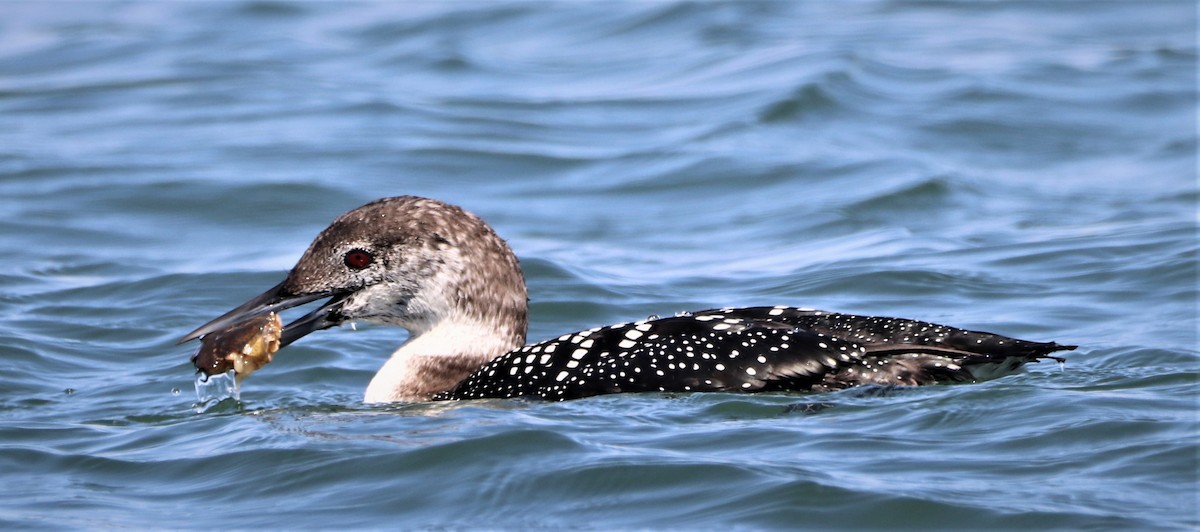 Common Loon - ML558535601