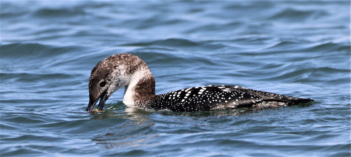 Common Loon - ML558535751