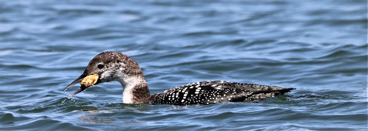 Common Loon - ML558535991