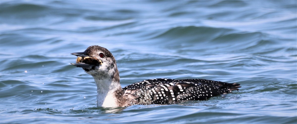 Common Loon - ML558536091