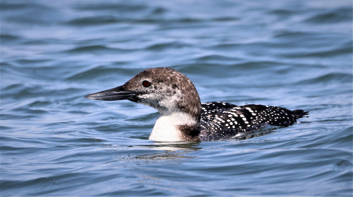 Common Loon - ML558536221