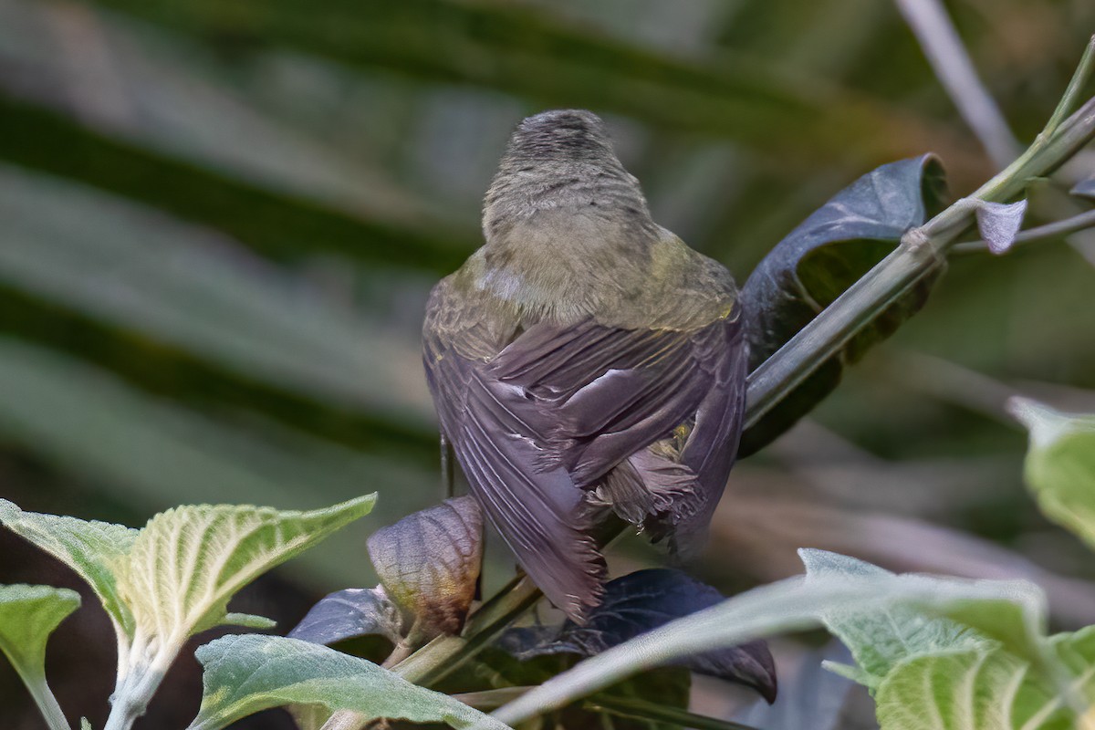 Tennessee Warbler - ML558536611