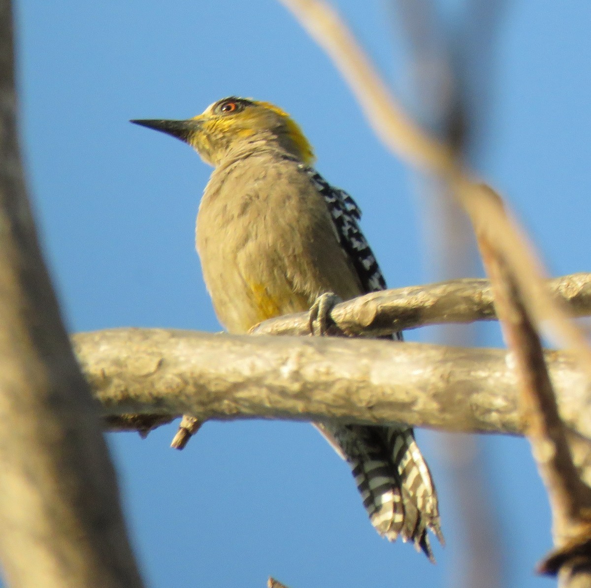 Golden-cheeked Woodpecker - ML558537111