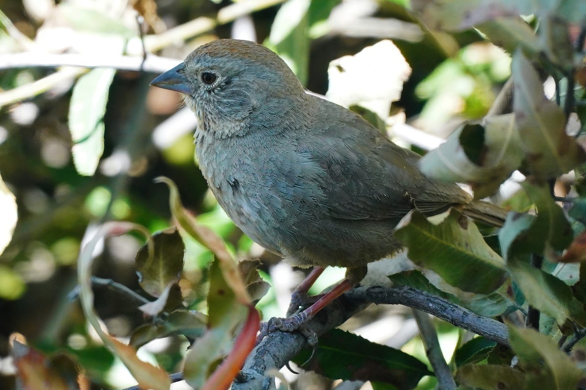 Canyon Towhee - ML558537131