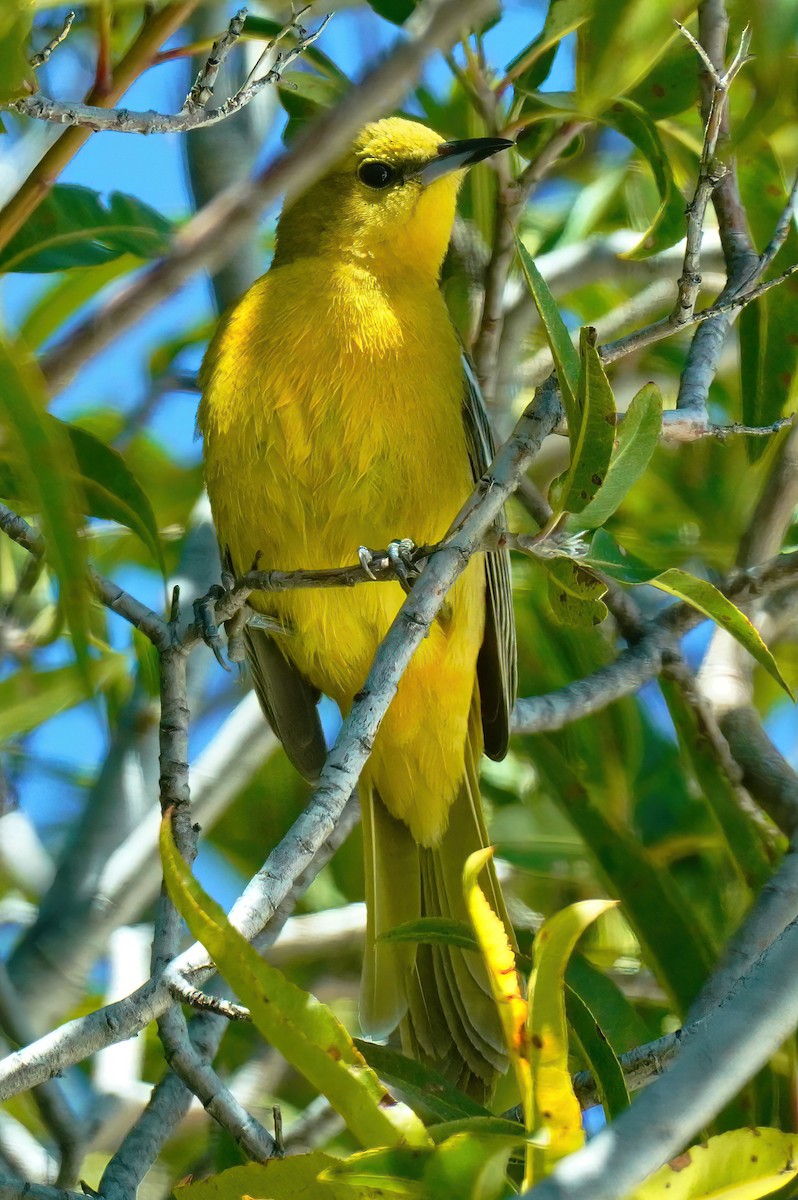 Hooded Oriole - ML558537501