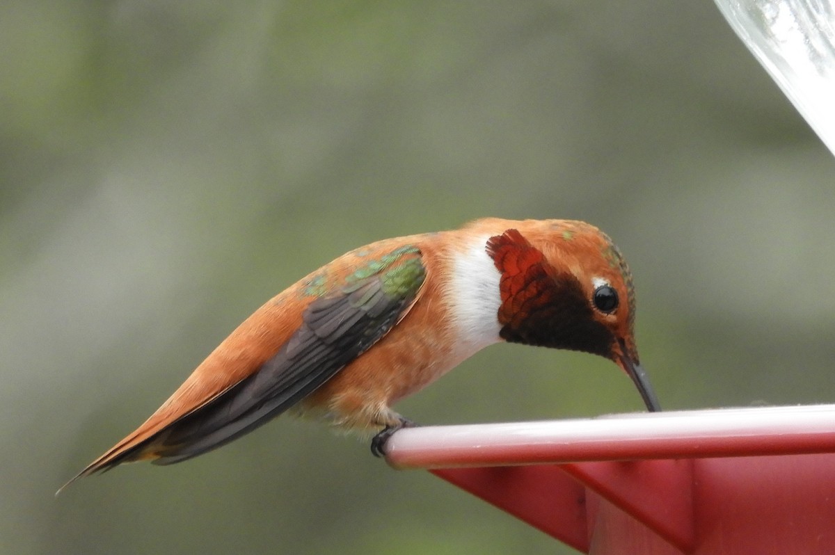 Rufous Hummingbird - ML558538311