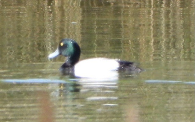 Greater Scaup - ML558539451