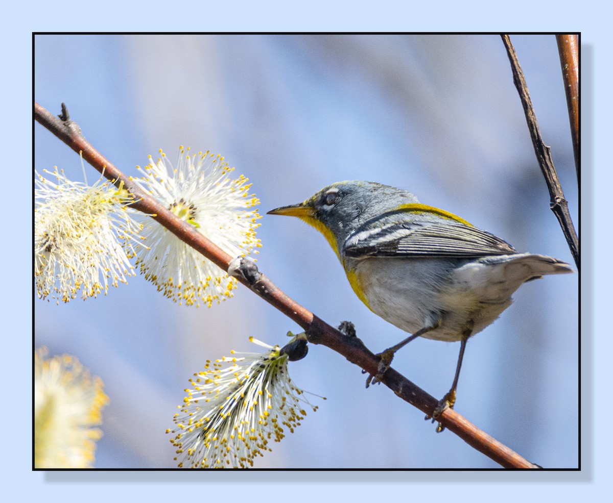 Northern Parula - ML558539941