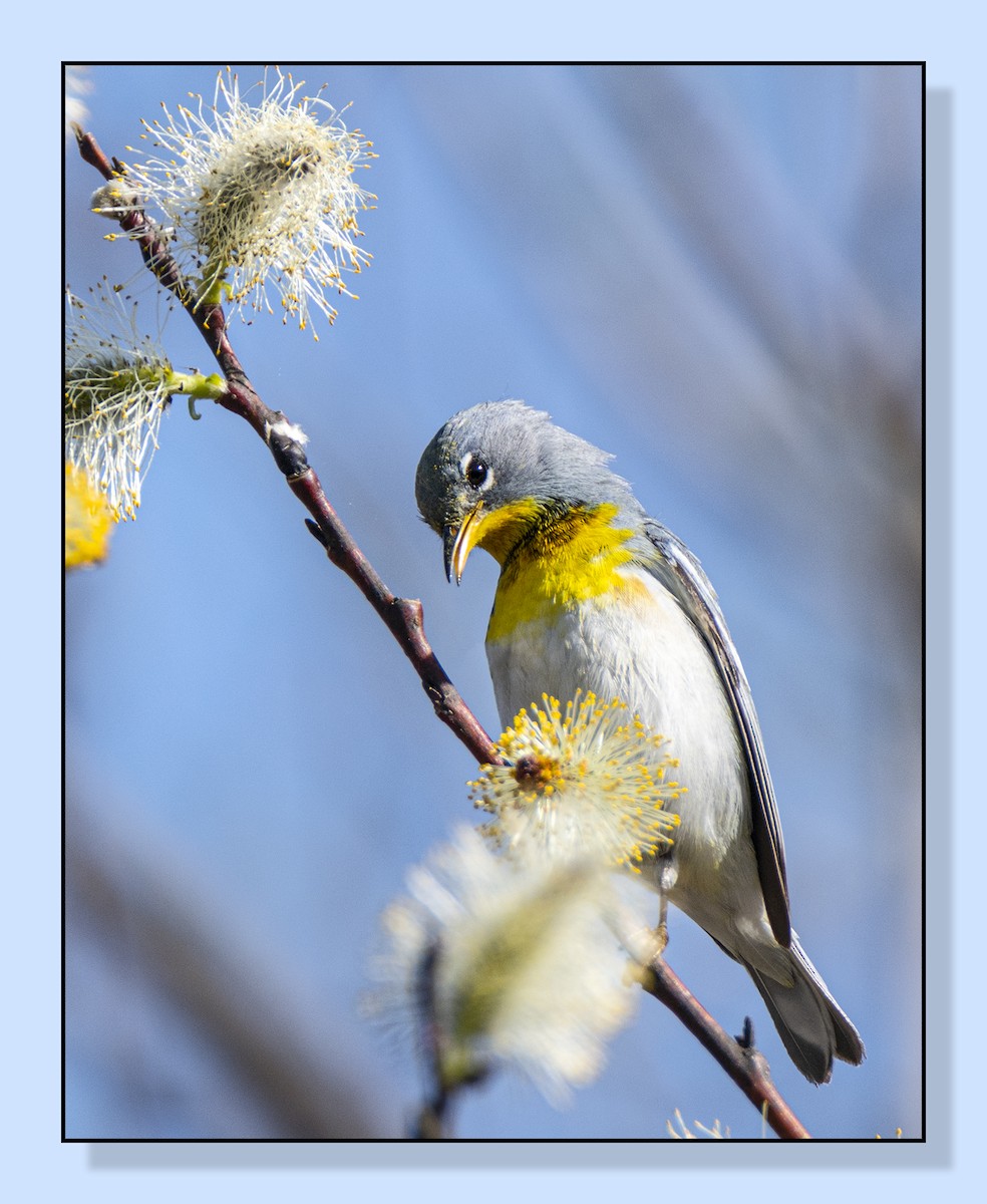 Northern Parula - ML558539951