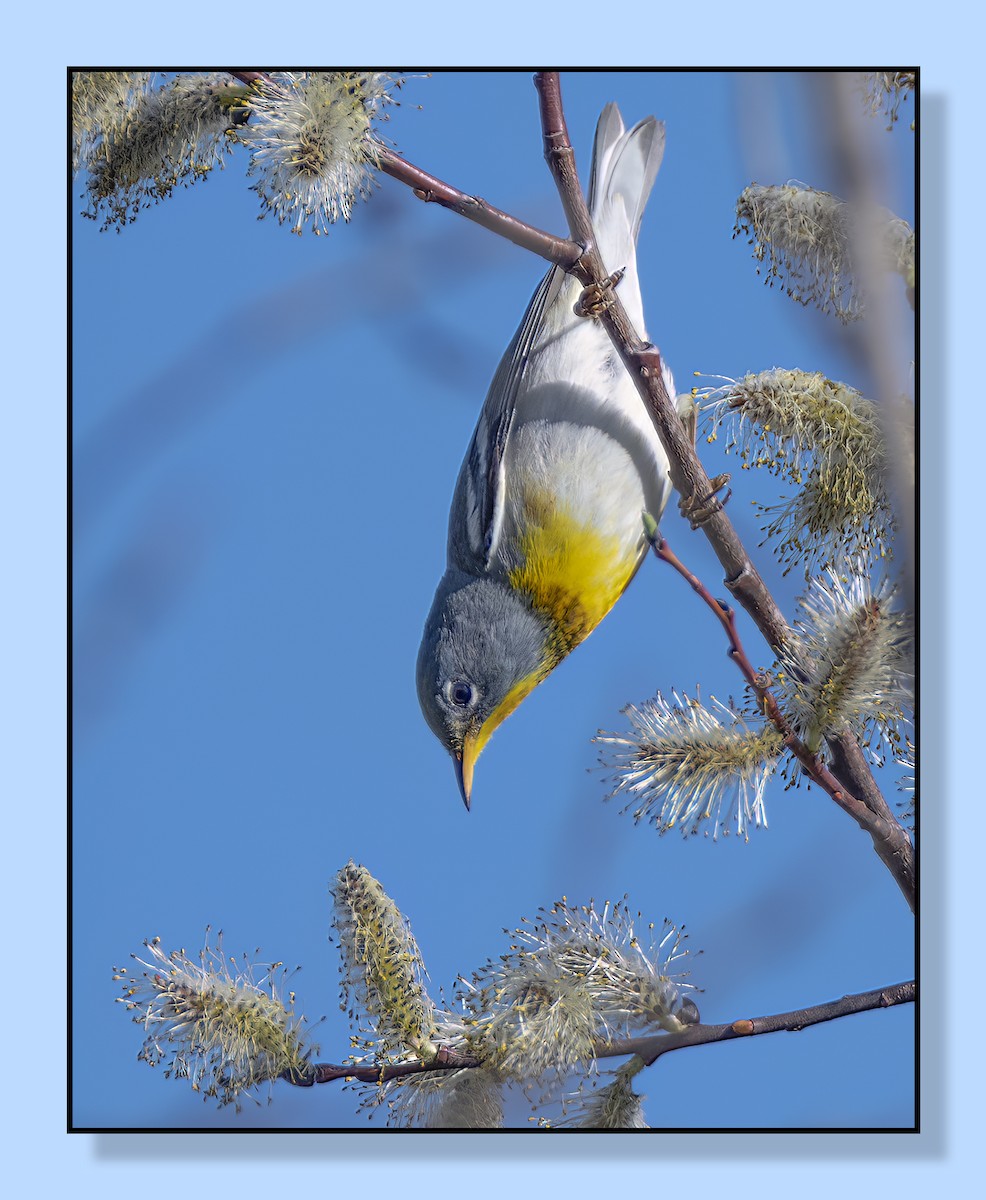 Northern Parula - ML558539961