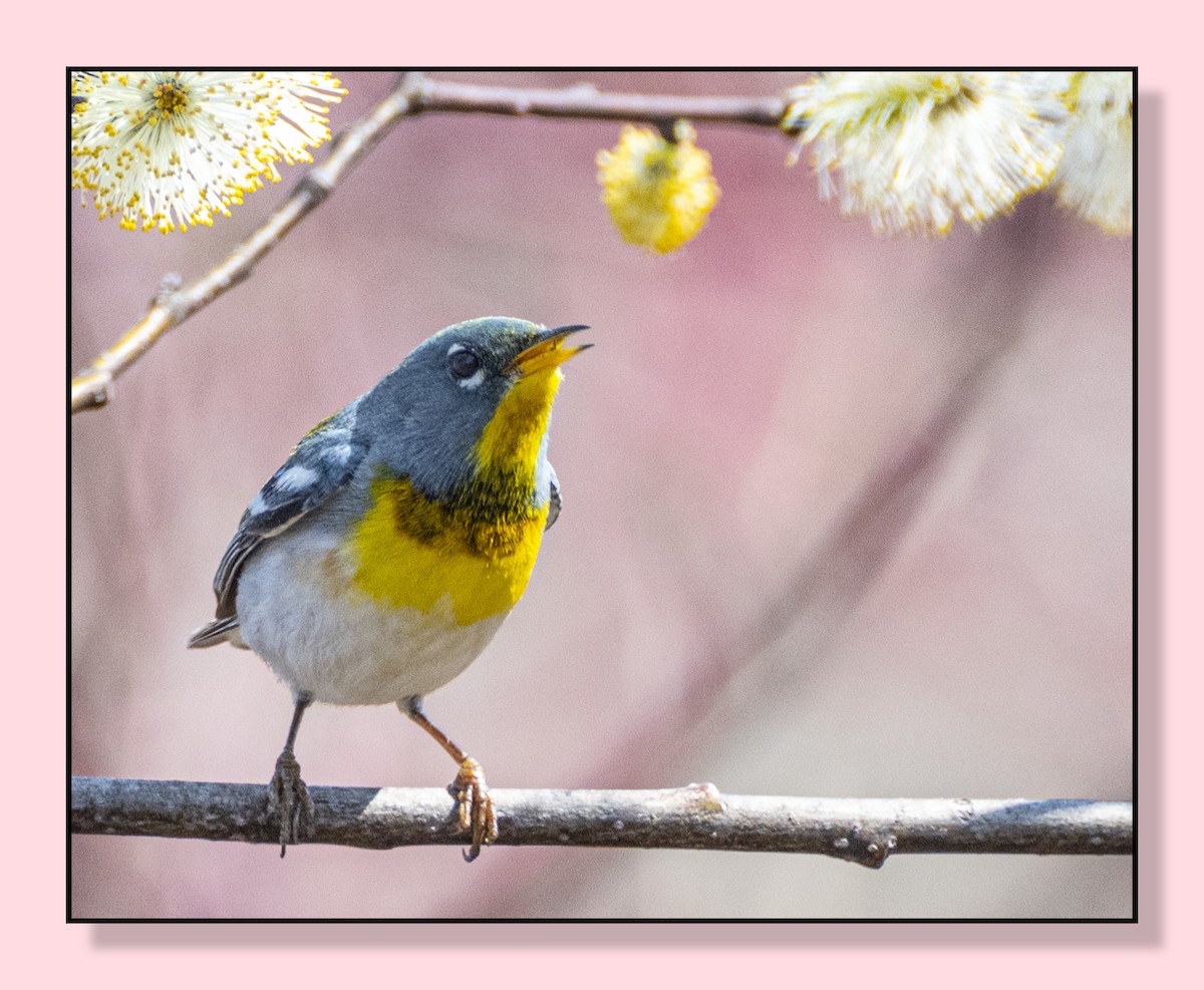 Northern Parula - ML558539971