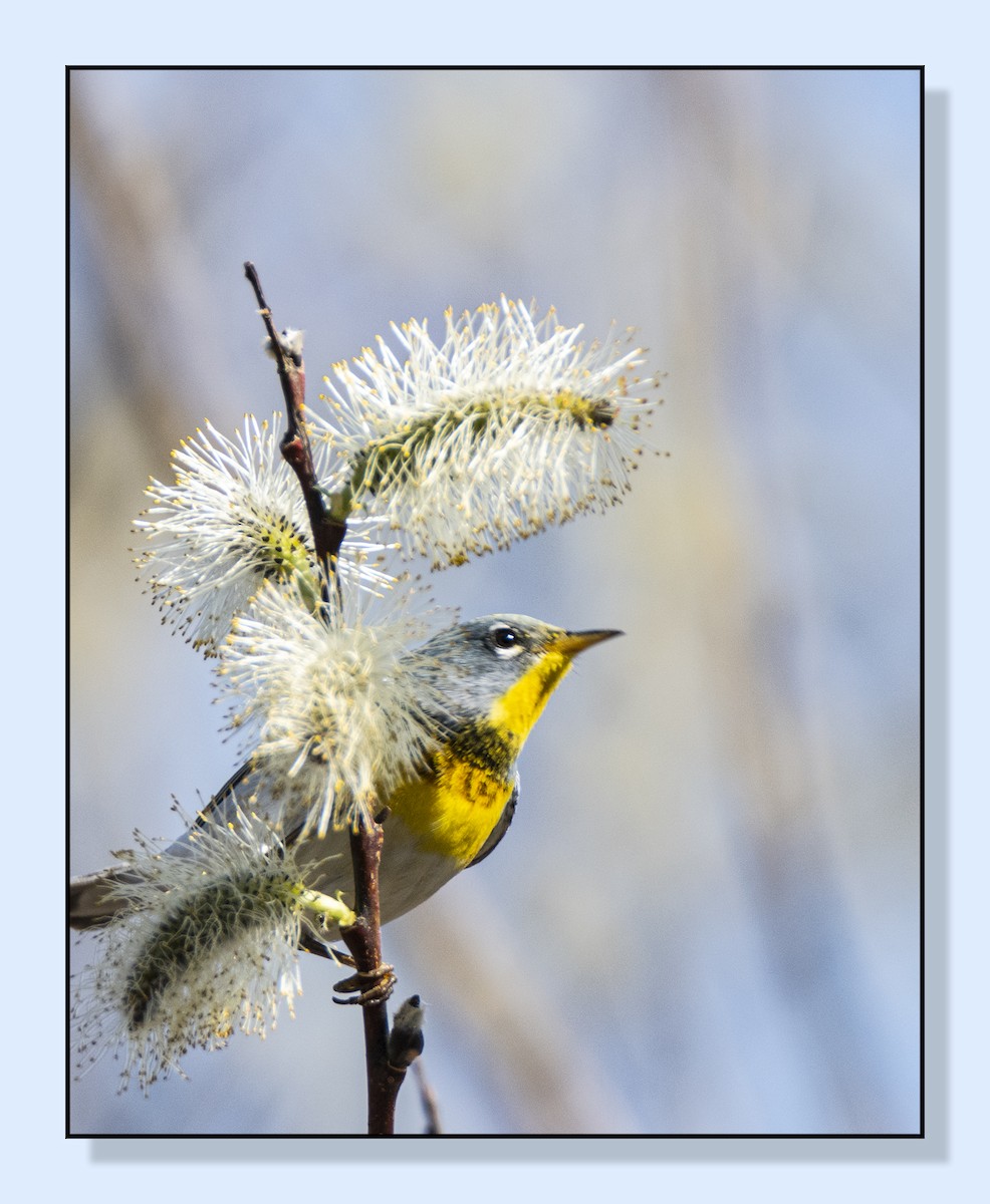 Northern Parula - ML558539981