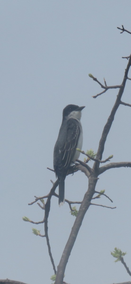 Eastern Kingbird - ML558540151