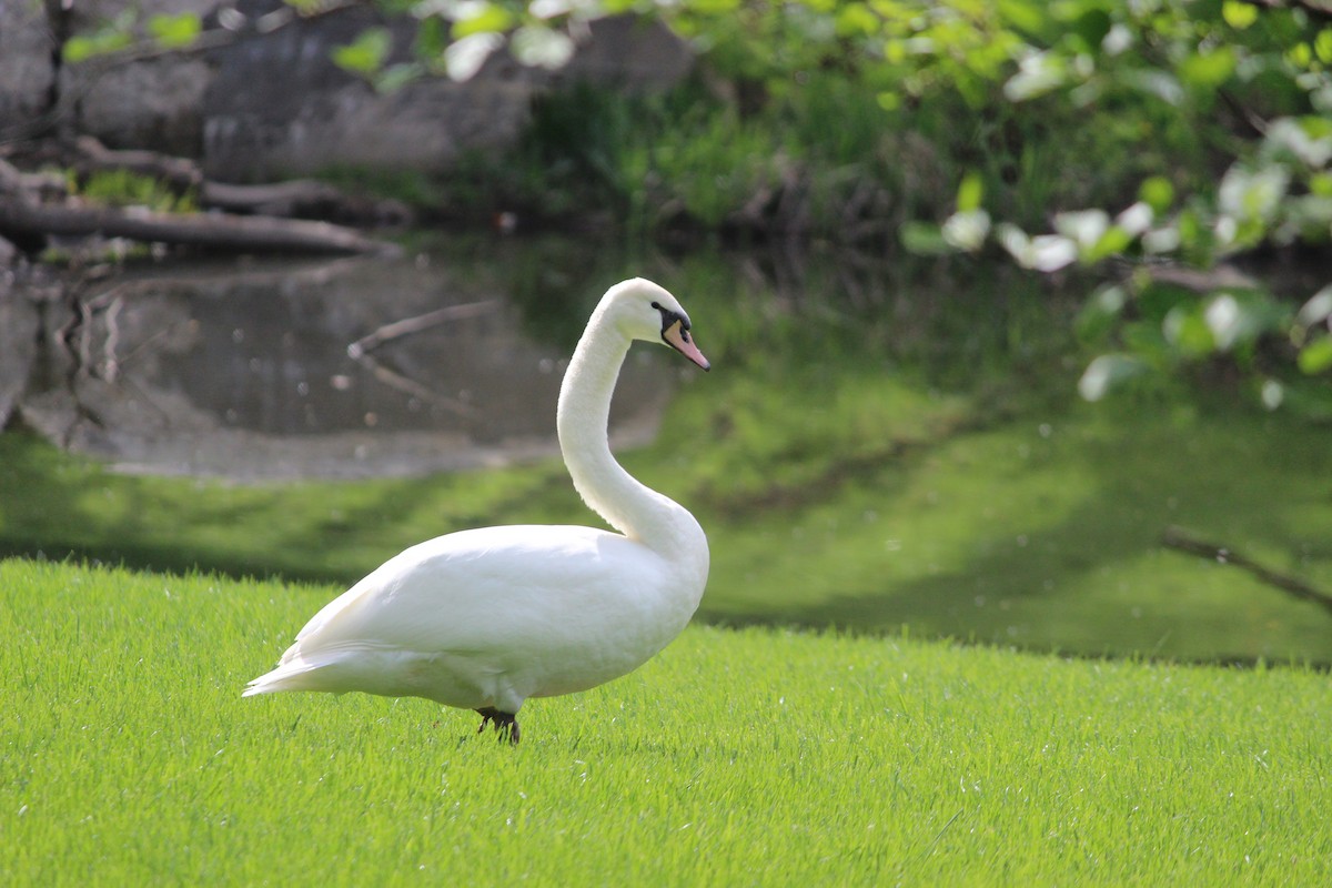 Mute Swan - TIM HANEY