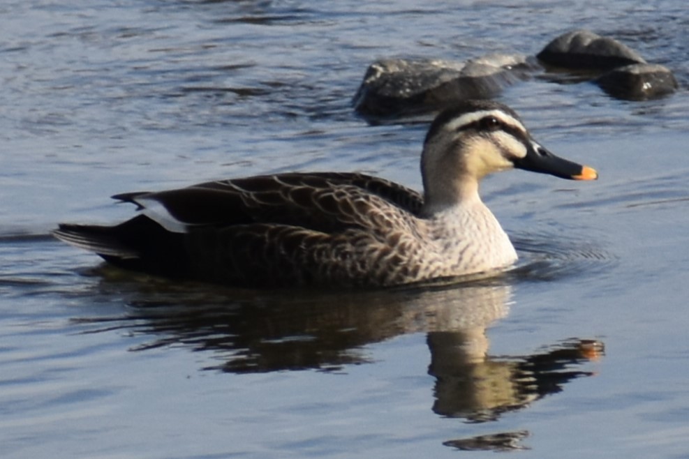 Eastern Spot-billed Duck - ML558543051