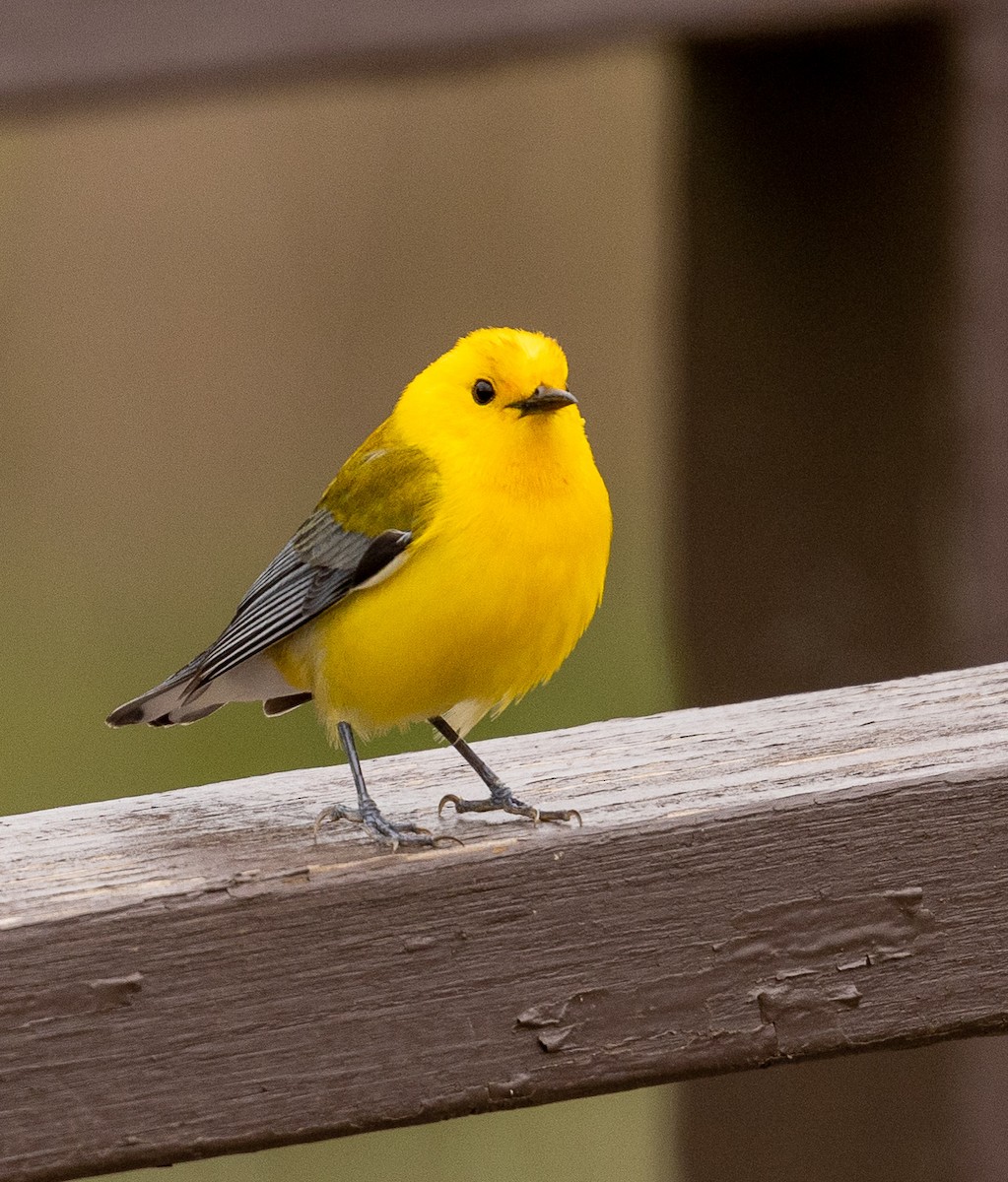 Prothonotary Warbler - ML558543141