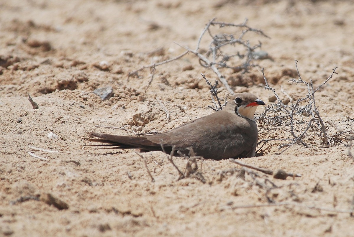 Collared Pratincole - ML558543751