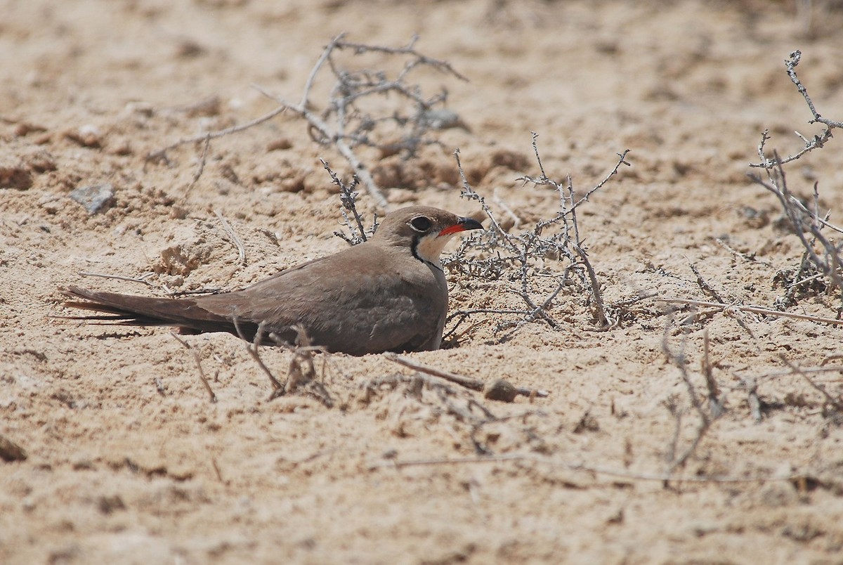 Collared Pratincole - ML558543801