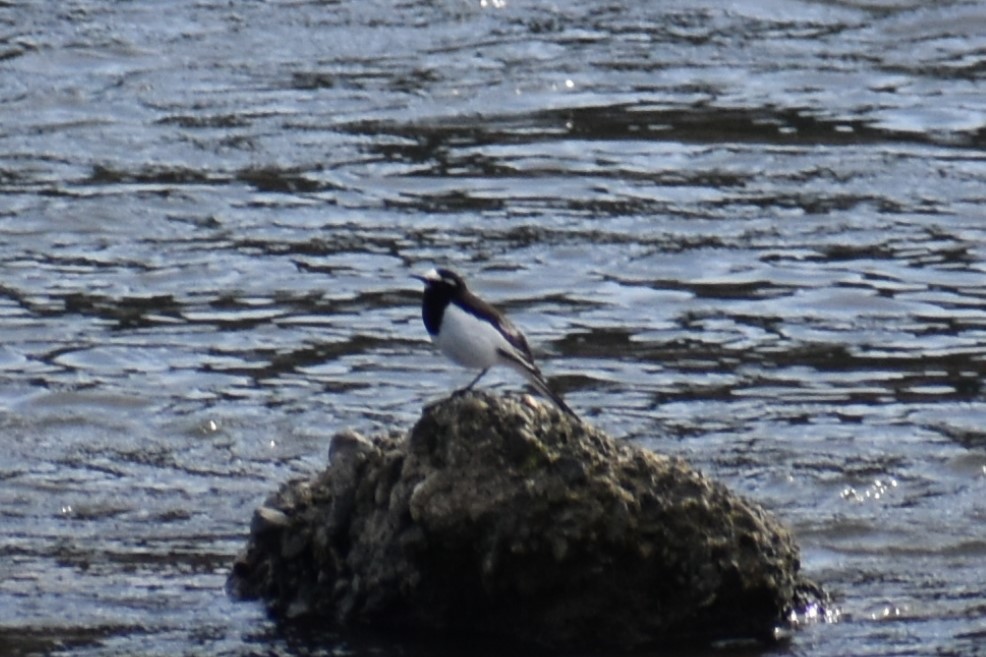 Japanese Wagtail - ML558544141