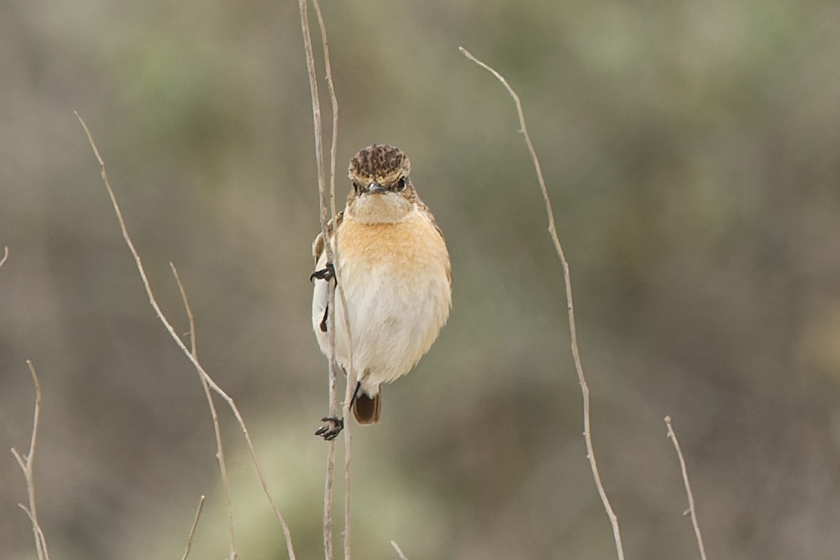 Siberian Stonechat - ML558544221