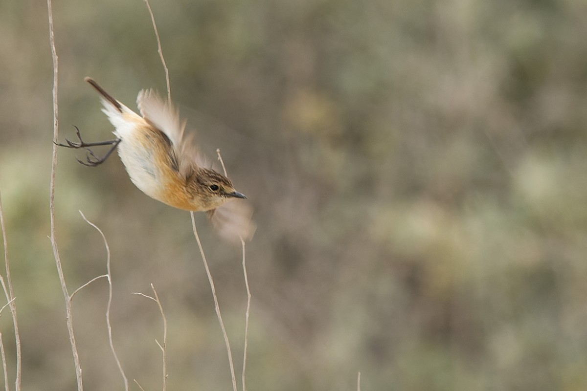 Siberian Stonechat - ML558544291