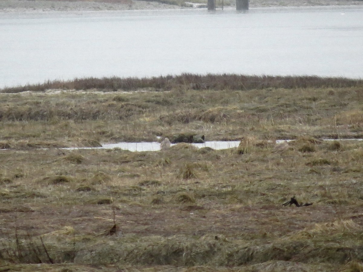 Long-billed Curlew - Chris Dale