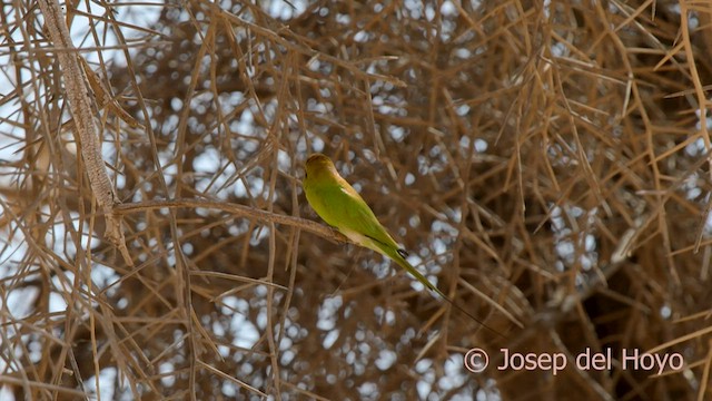 African Green Bee-eater - ML558545471