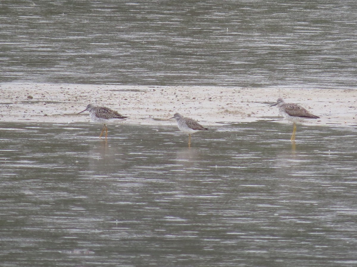 Greater Yellowlegs - ML558545901