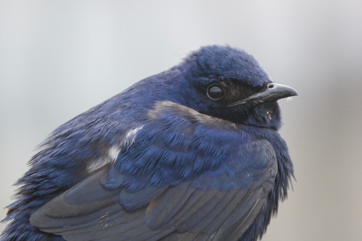 Purple Martin - ML55854851
