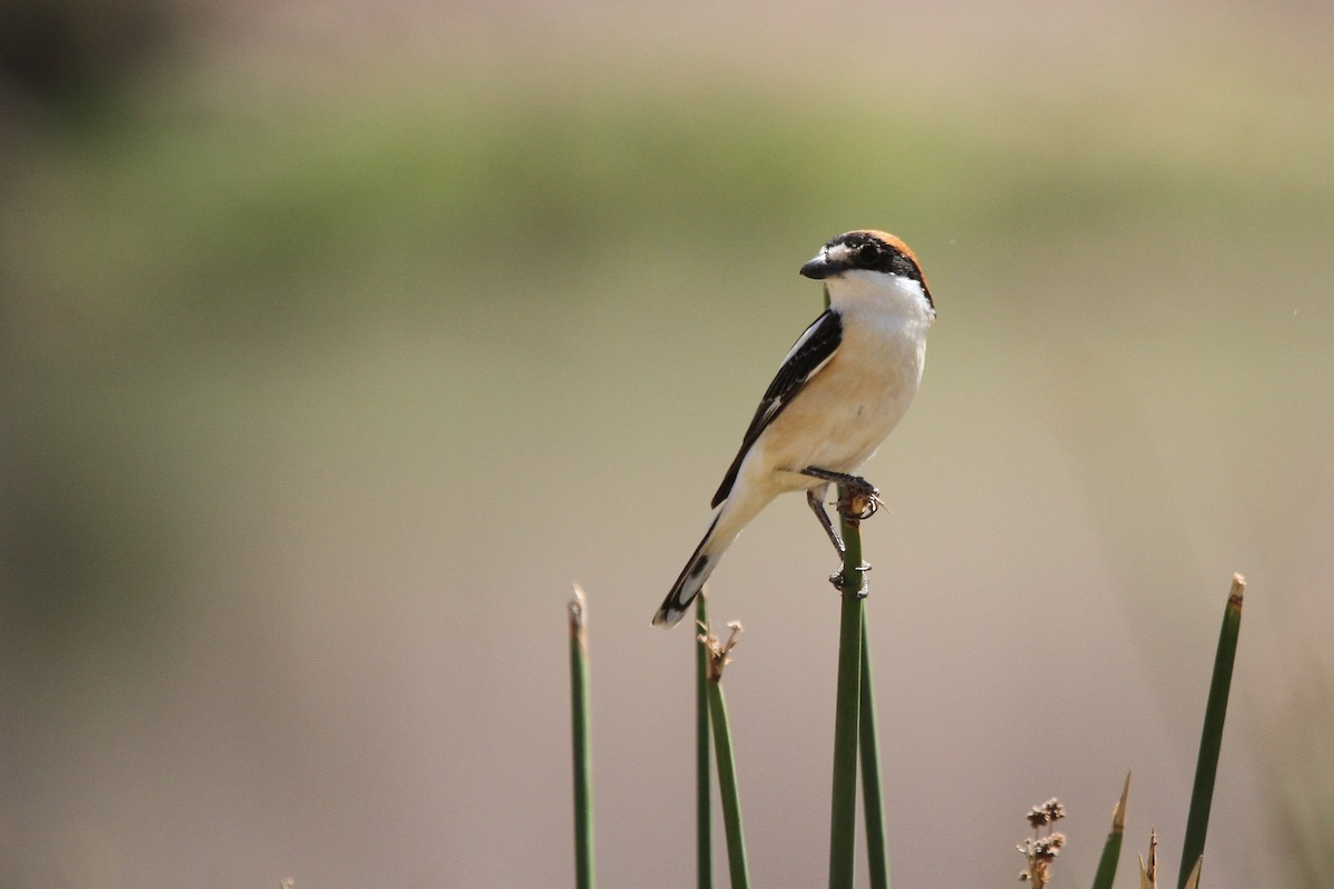 Woodchat Shrike - ML558548921