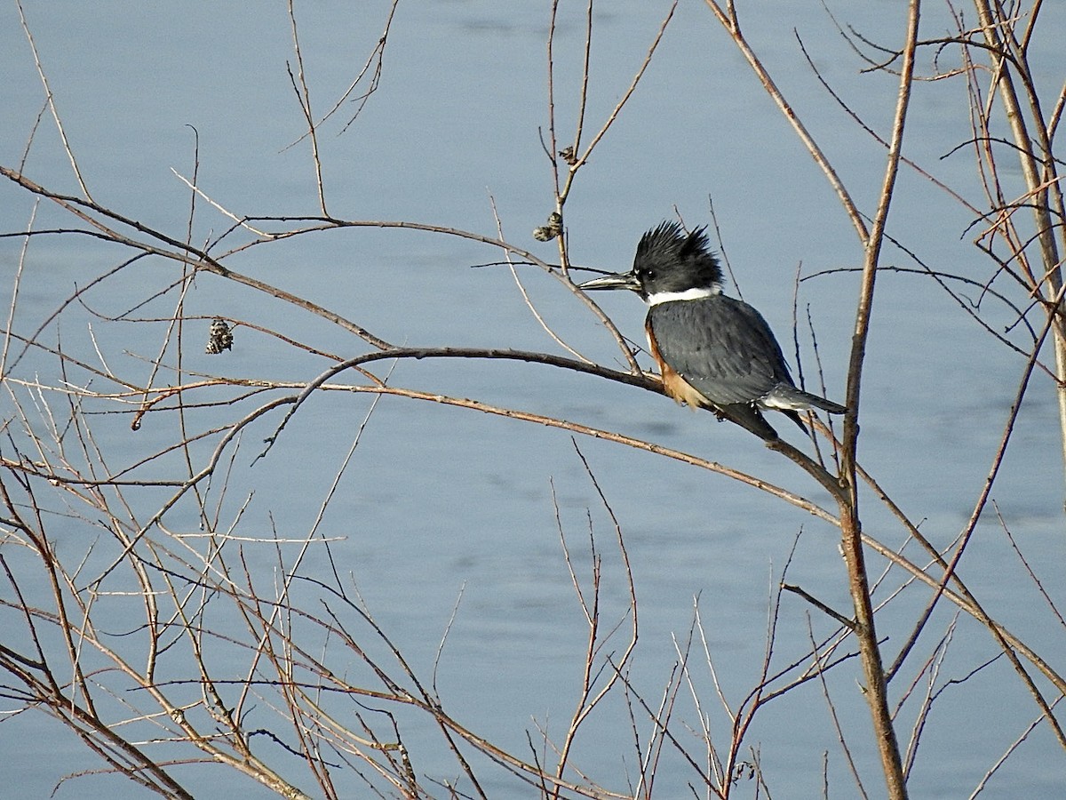 Belted Kingfisher - jerod peitsmeyer