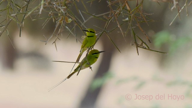 African Green Bee-eater - ML558549811