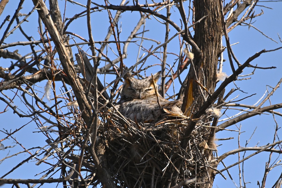Great Horned Owl - ML558550171