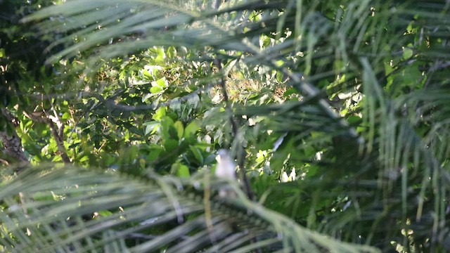 Yellow-headed Caracara - ML558550251