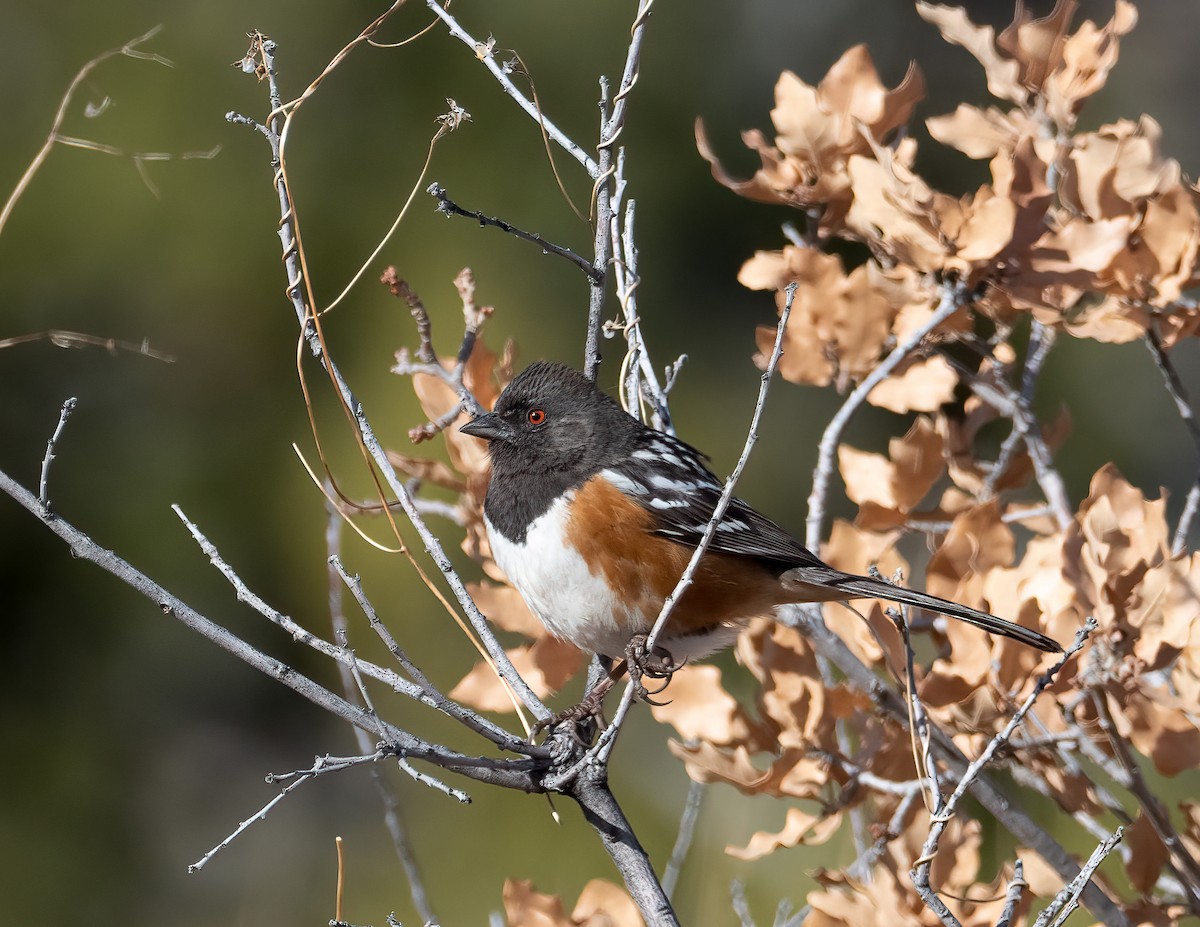 Spotted Towhee - ML558550621