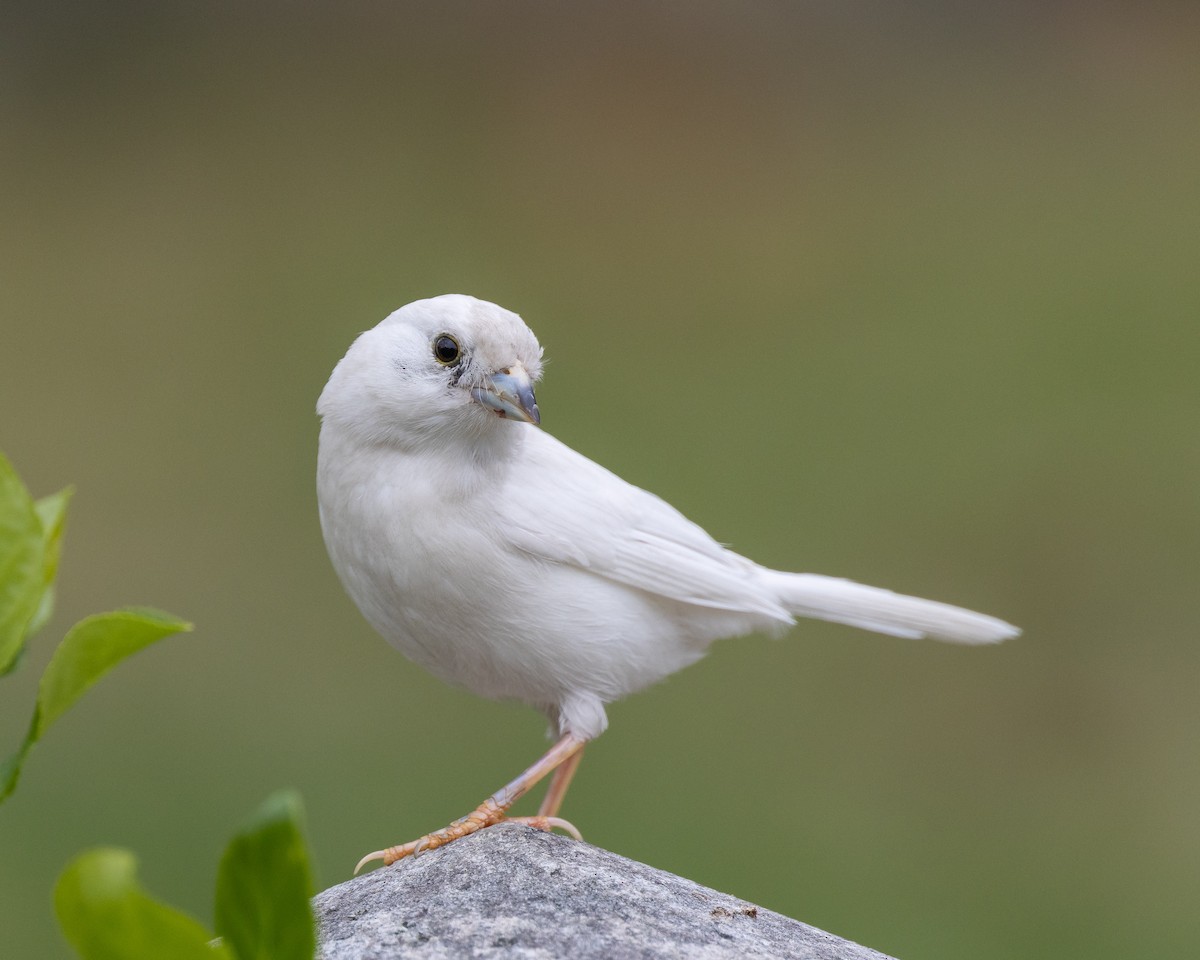 Song Sparrow - ML558551811