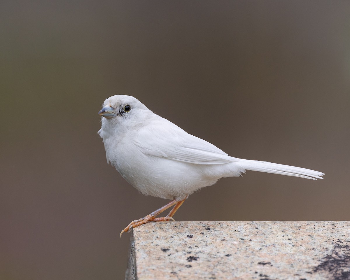 Song Sparrow - ML558551921