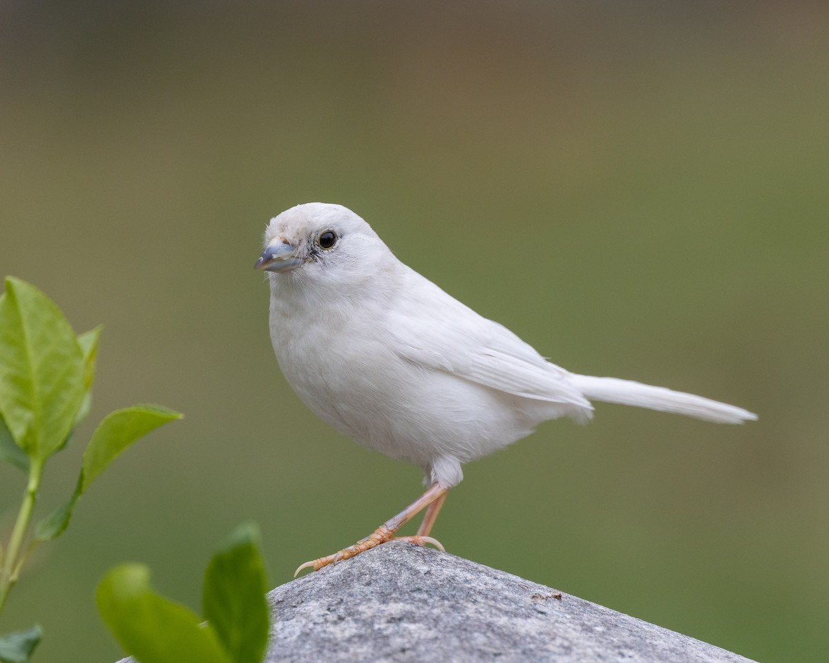 Song Sparrow - ML558551971