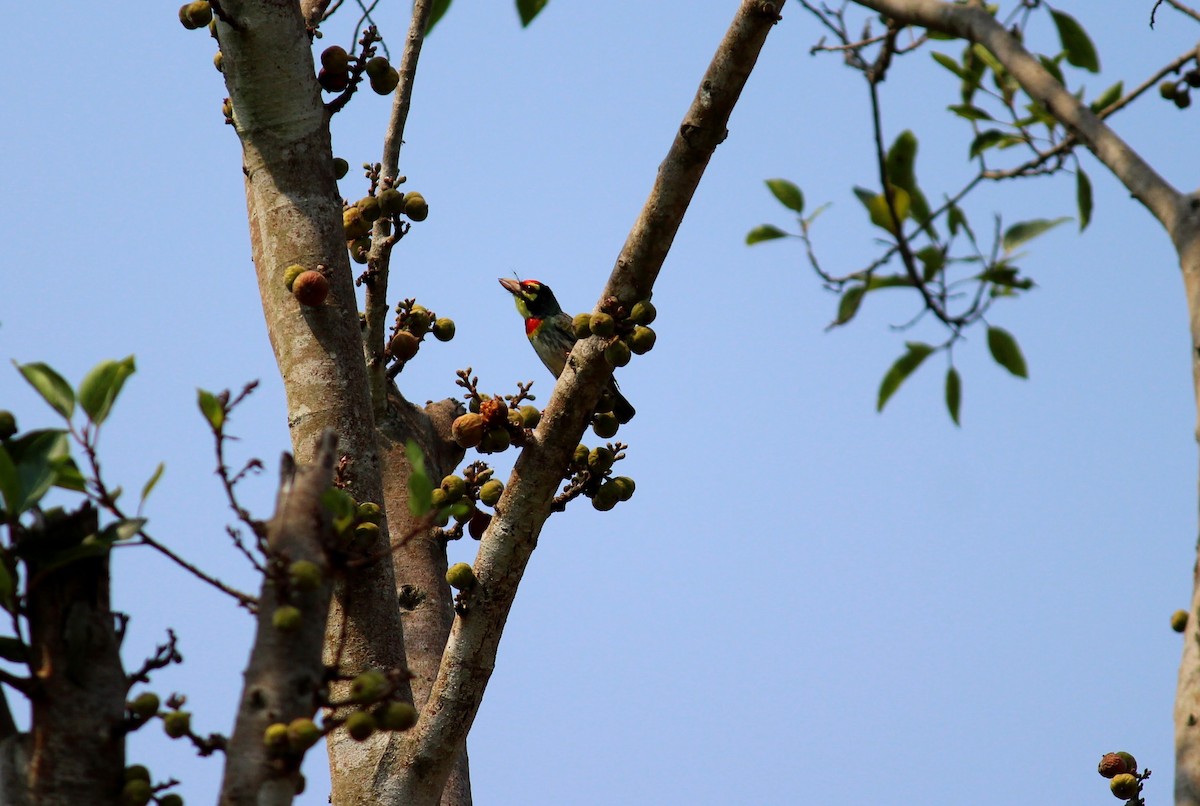 Malabar/Coppersmith Barbet - ML558554311