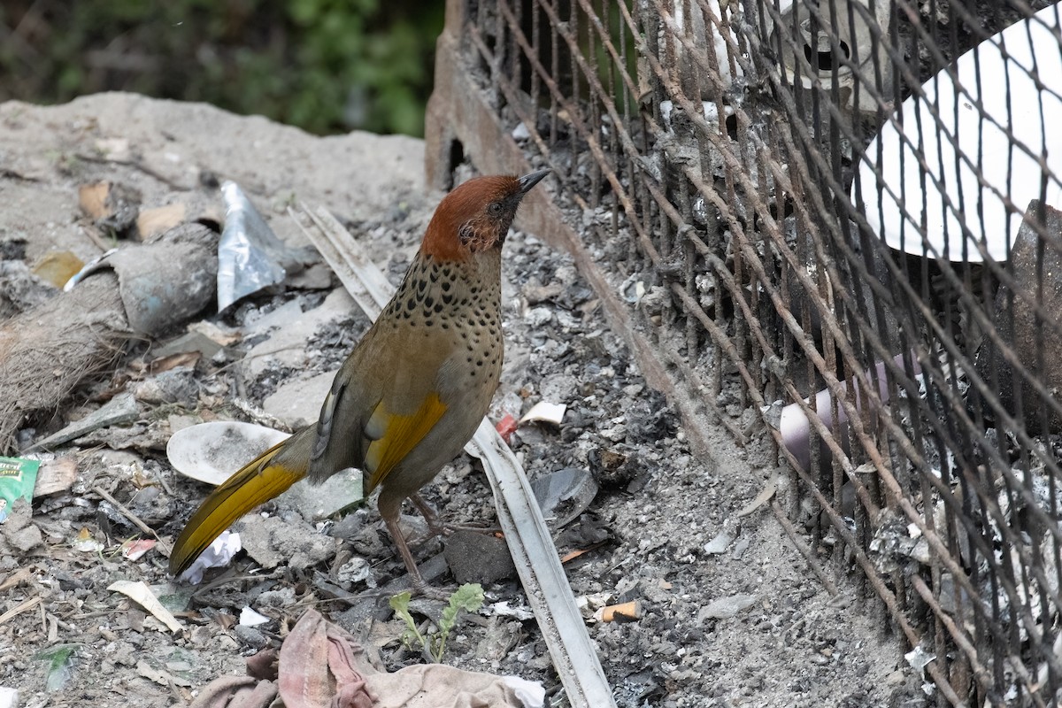 Chestnut-crowned Laughingthrush - Kalpesh Krishna