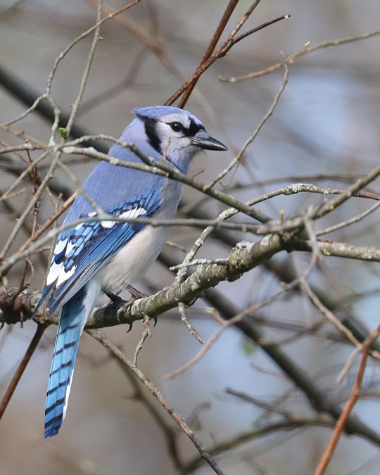 Blue Jay - ML558555921