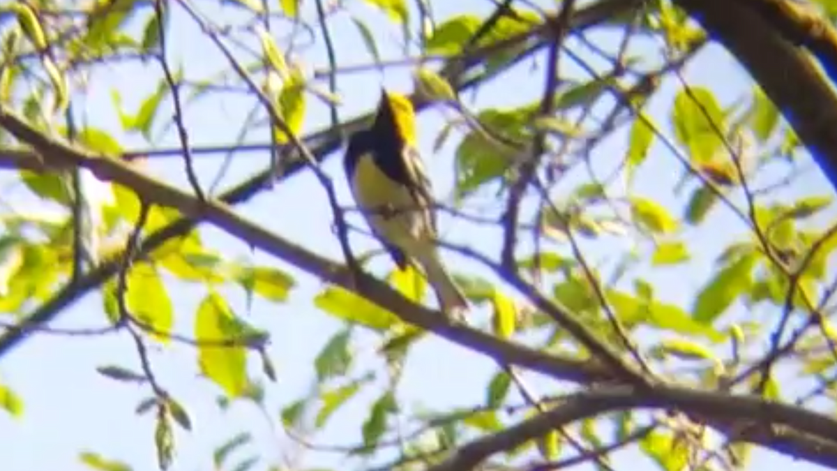 Black-throated Green Warbler - ML55855621